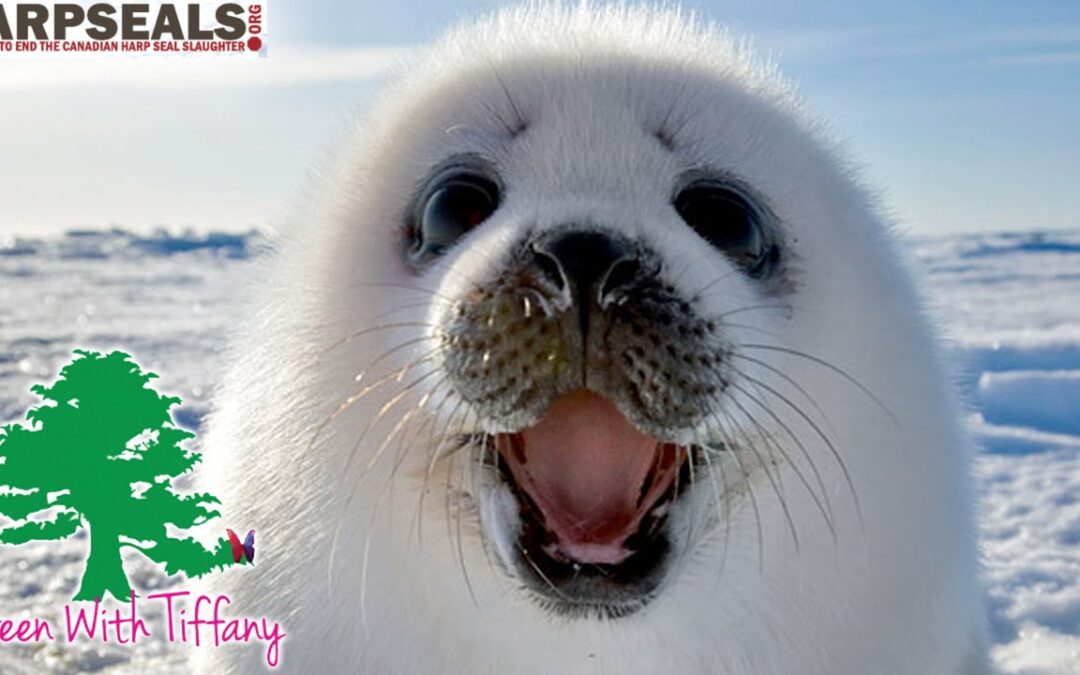 Baby Harp Seals at the Green Festival